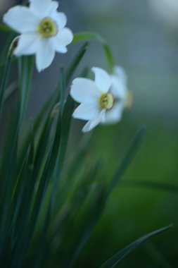 Beyaz nergis, Amaryllis familyasından uzun ömürlü bir bitkidir.