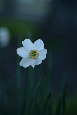Beyaz nergis, Amaryllis familyasından uzun ömürlü bir bitkidir.