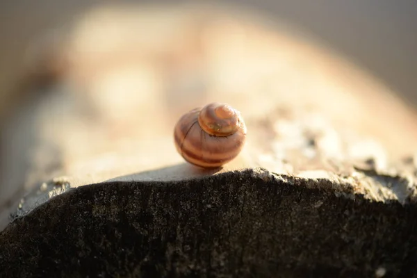 River Snail Shell Striped Snail — Stok Foto