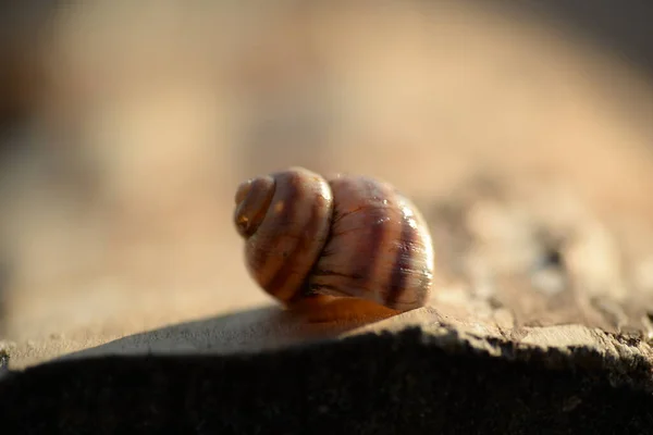 River Snail Shell Striped Snail — Fotografia de Stock