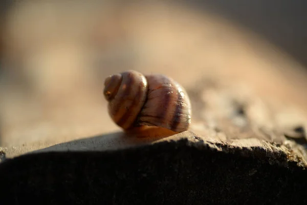 River Snail Shell Striped Snail — Stok fotoğraf