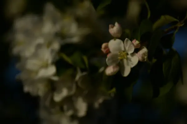 Manzano Blanco Flor —  Fotos de Stock