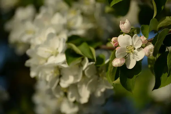 White Blooming Apple Tree — Stock Photo, Image