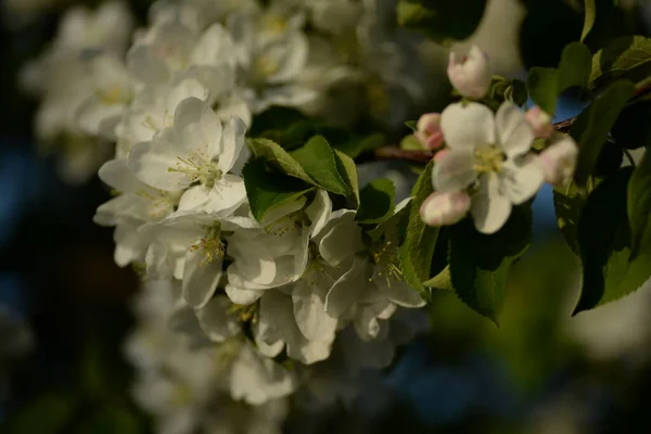 White Blooming Apple Tree — Stock Photo, Image