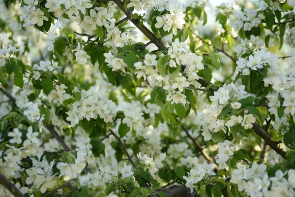 Manzano Blanco Flor —  Fotos de Stock
