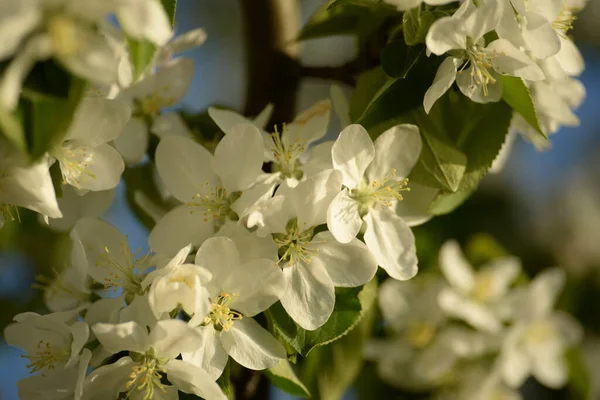 Beyaz çiçek açan elma ağacı