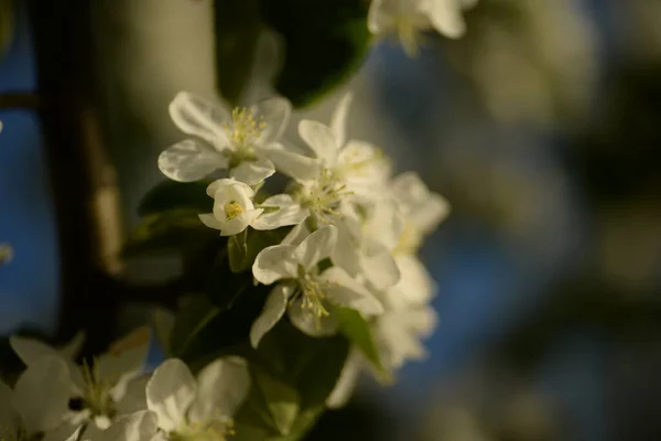Bílý Kvetoucí Jabloň — Stock fotografie