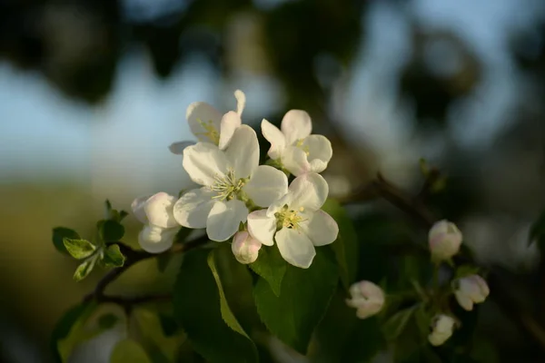 Белая Цветущая Яблоня — стоковое фото