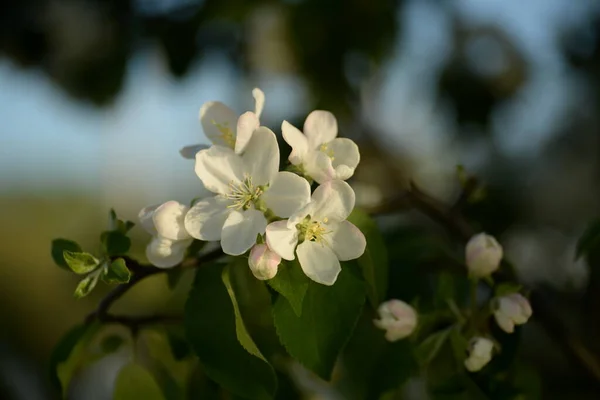 Vita Blommande Äppelträd — Stockfoto