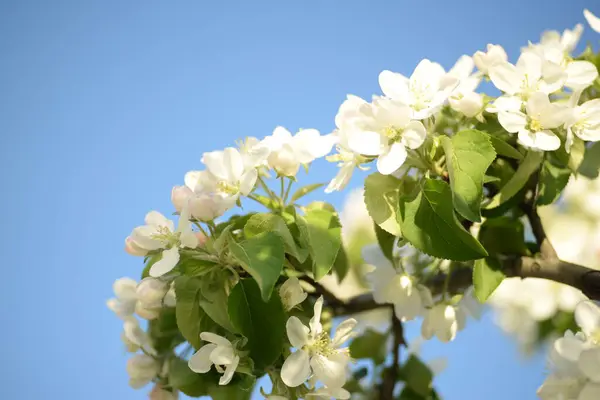 Beyaz çiçek açan elma ağacı