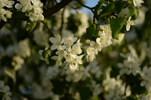 Biały Kwitnących Jabłoni — Zdjęcie stockowe