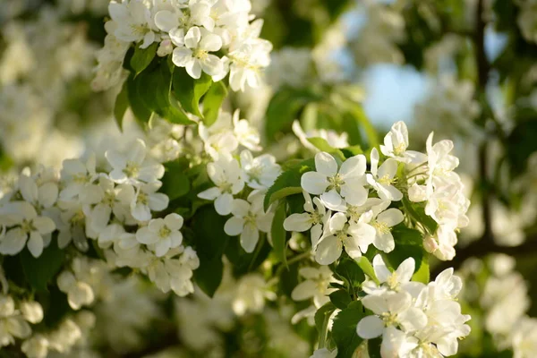 Wit Bloeiende Appelboom — Stockfoto