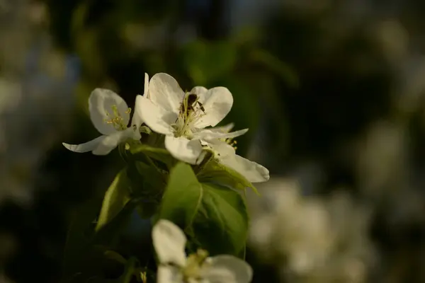 Fehér Virágzó Almafa — Stock Fotó
