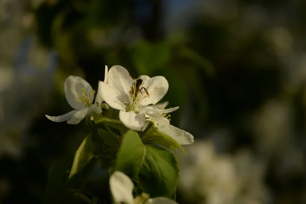 Fehér Virágzó Almafa — Stock Fotó
