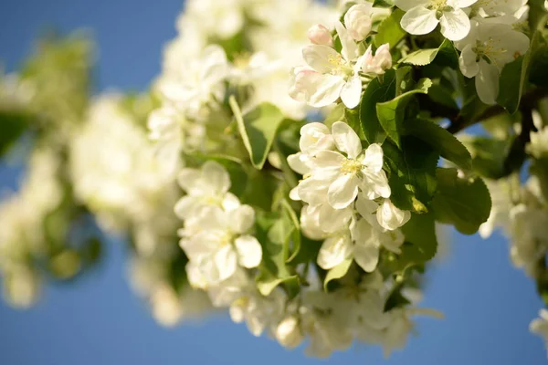 Beyaz çiçek açan elma ağacı