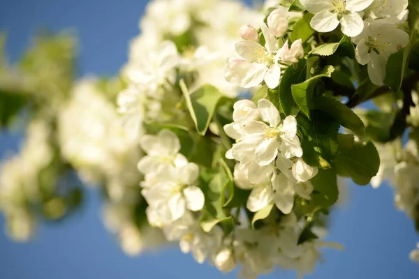 Beyaz çiçek açan elma ağacı