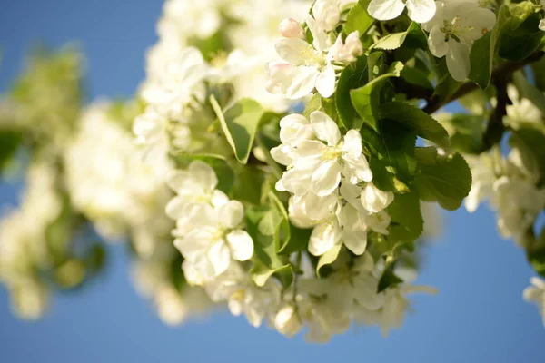 Beyaz çiçek açan elma ağacı