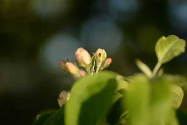 Pommier Fleurs Blanches — Photo