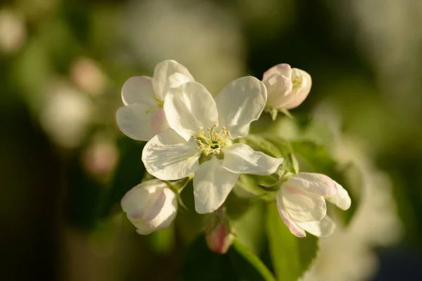 Manzano Blanco Flor —  Fotos de Stock