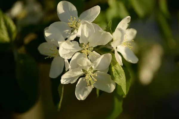 Wit Bloeiende Appelboom — Stockfoto