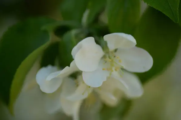 Manzano Blanco Flor —  Fotos de Stock