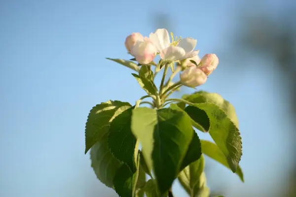 White Blooming Apple Tree — Stock Photo, Image