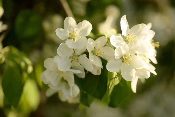 White Blooming Apple Tree — Stock Photo, Image