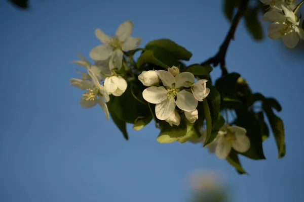 白い花咲くリンゴの木 — ストック写真