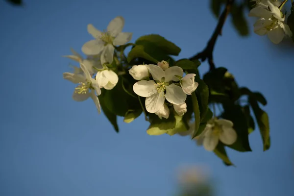 Weiß Blühender Apfelbaum — Stockfoto