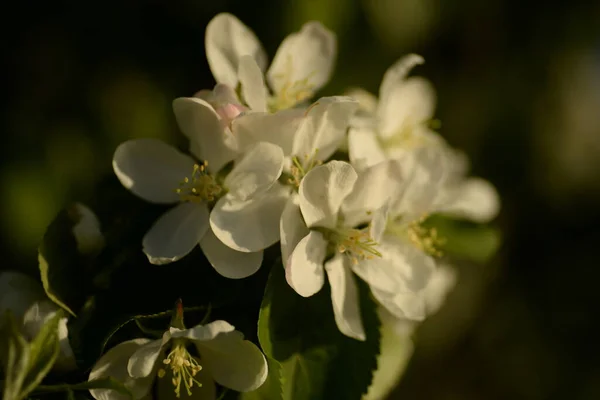 Hvitt Blomstrende Epletre – stockfoto