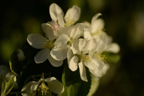 Vita Blommande Äppelträd — Stockfoto