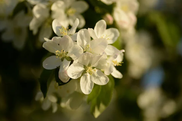 Wit Bloeiende Appelboom — Stockfoto