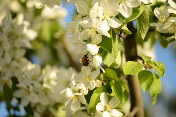 Árvore Maçã Florescente Branca Abelha Polinizando Macieira — Fotografia de Stock