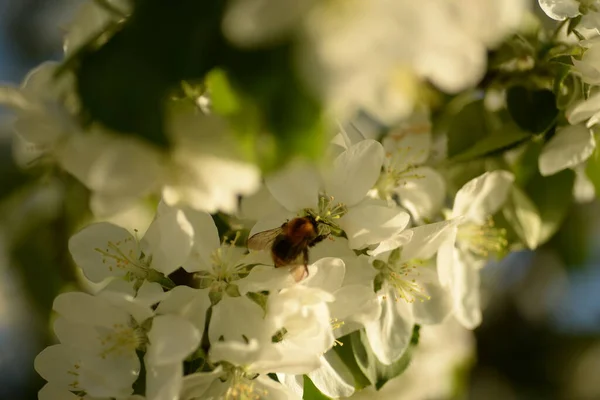 White Blossoming Apple Tree Bee Pollinating Apple Tree — Stock Fotó