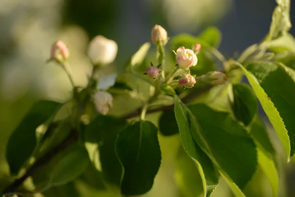 Wit Bloeiende Appelboom — Stockfoto