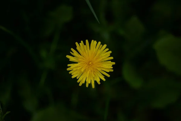Yellow Dandelion Flowers Bloom — Stock Photo, Image