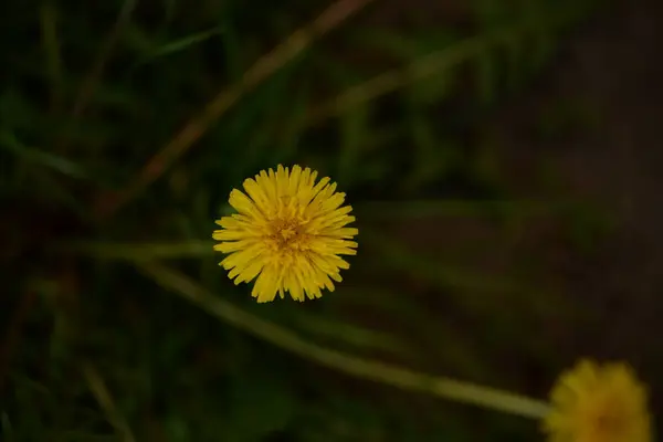 Yellow Dandelion Flowers Bloom — Photo