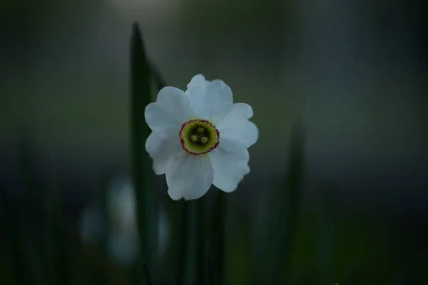 White Daffodils Perennial Bulbous Plant Amaryllis Family — стоковое фото