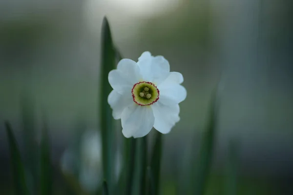 Narcisi Bianchi Una Pianta Bulbosa Perenne Della Famiglia Amaryllis — Foto Stock