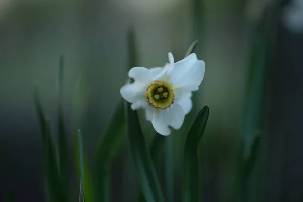 白色水仙花是一种多年生球茎植物 原产于阿玛利斯科 — 图库照片