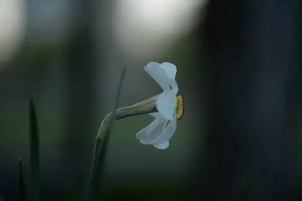White Daffodils Perennial Bulbous Plant Amaryllis Family — Stock fotografie