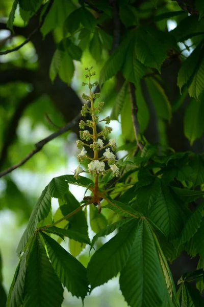 Kestane çiçeği genç kestane Kastanienblte Junge Kastanienbltter Rosskastanie kastanie at kestanesi bırakır