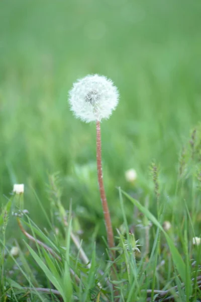 White Dandelion Seeds Weie Lwenzahnsamen — Stock fotografie