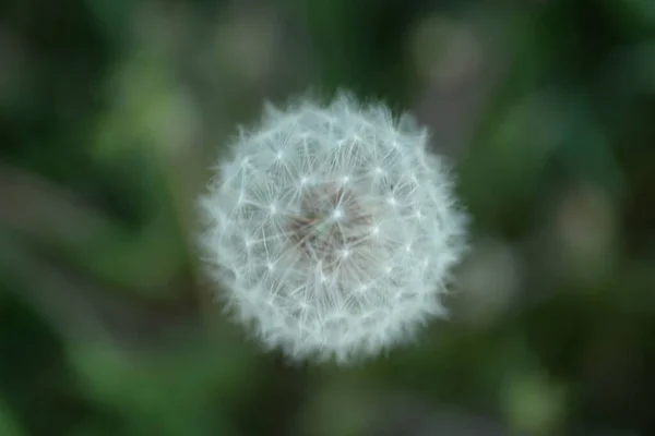 White Dandelion Seeds Weie Lwenzahnsamen —  Fotos de Stock