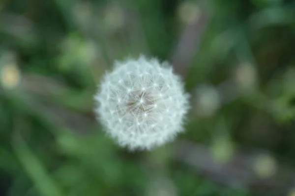 White Dandelion Seeds Weie Lwenzahnsamen — ストック写真