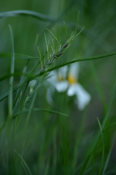 Белая Ромашка Поле — стоковое фото