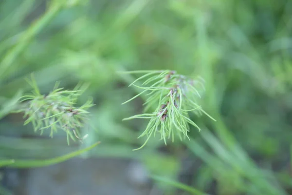 Field Cereals Green Grass Lawn —  Fotos de Stock