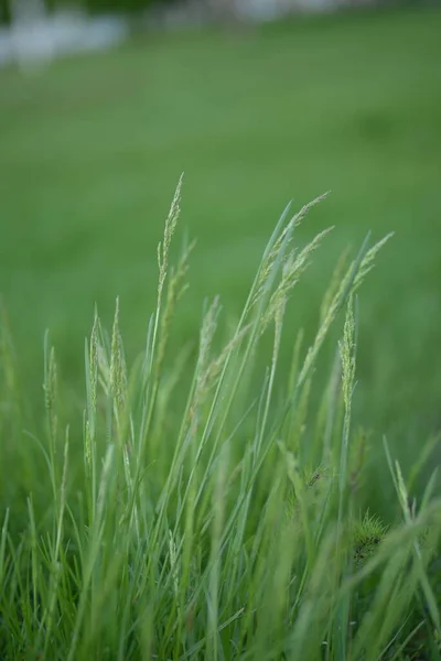 Field Cereals Green Grass Lawn — Stock fotografie