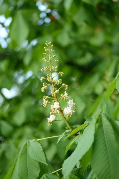 Chestnut Blossom Young Chestnut Leaves Kastanienblte Junge Kastanienbltter Rosskastanie Kastanie — Fotografia de Stock