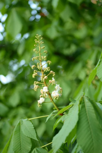 Flor Castanha Folhas Castanha Jovens Kastanienblte Junge Kastanienbltter Rosskastanie Castanha — Fotografia de Stock